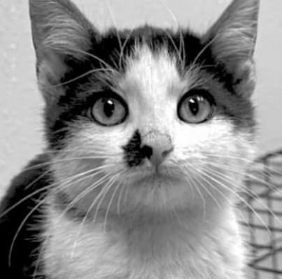 PET OF THE WEEK