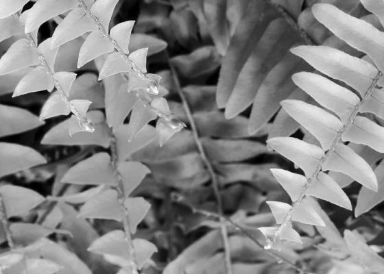 Dividing Boston ferns is easier than raising from spores