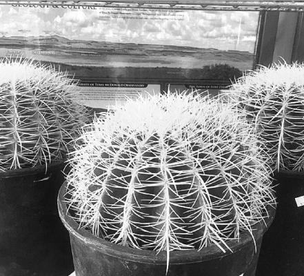 CDRI cactus and succulent sale
