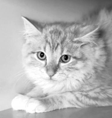 PET OF THE WEEK