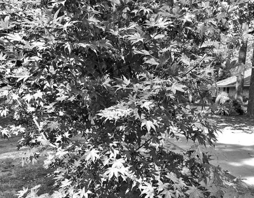 Japanese Maples