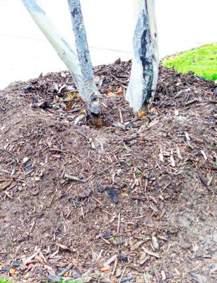 Mulch volcanoes exacerbate young tree vulnerabilities