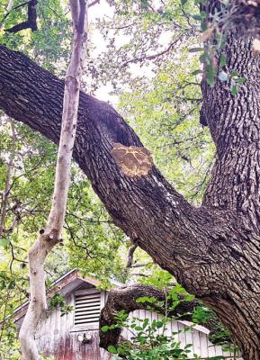 Fungal conk likely a sign of severe decay