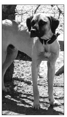 PET OF THE WEEK