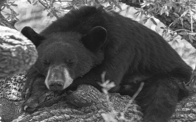 Bear activity closes trail at national park