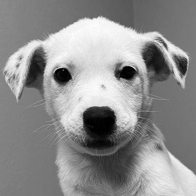 PET OF THE WEEK