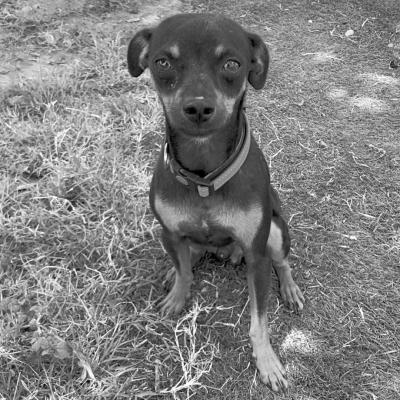 PET OF THE WEEK