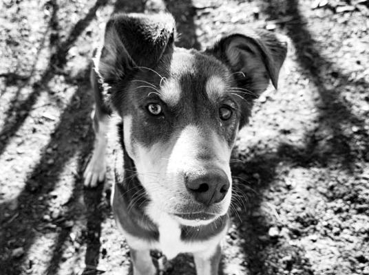 PET OF THE WEEK