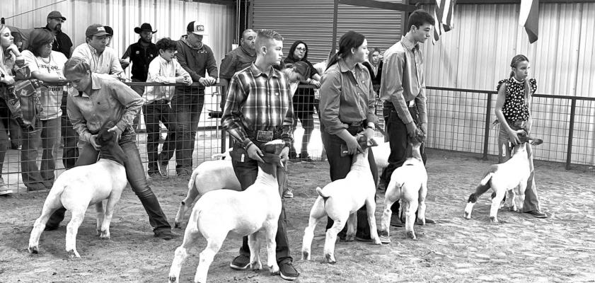 Goats took over