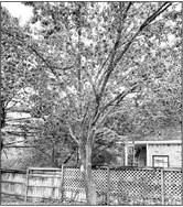 Bradford pear that has lost two branches