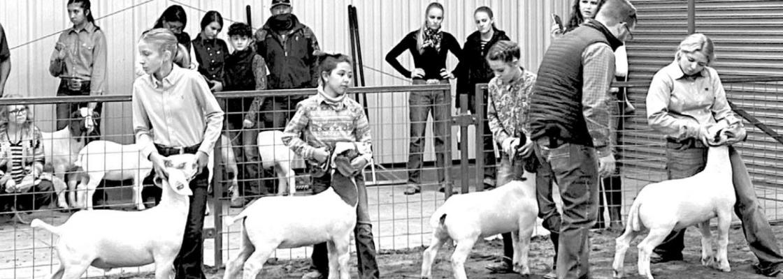 Exhibitors line up their goats at last year’s livestock show in the ag barn in Alpine. Avalanche photo by Gail Diane Yovanovich