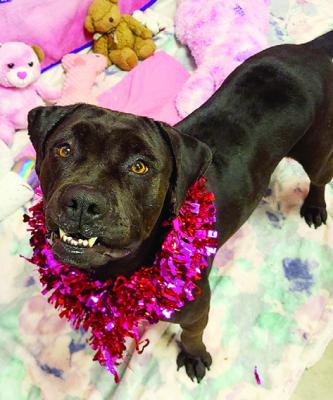 PET OF THE WEEK