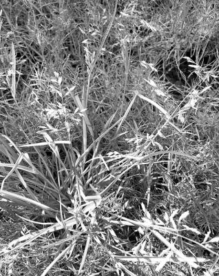Rescue grass Courtesy photo