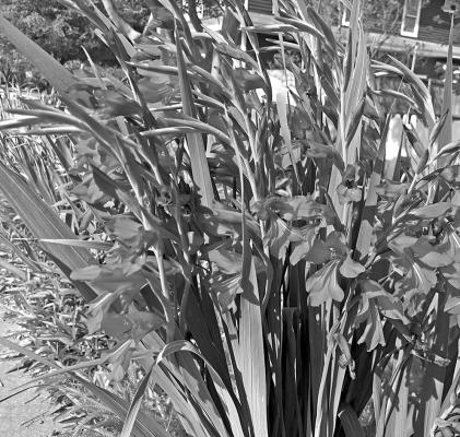Byzantine gladiolus are especially hardy
