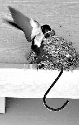 A male Barn Swallow feeds its young at a nest on my front porch.