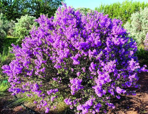One of the most spectacular results of our desert monsoons is the Texas sage. These spectacular plants can be seen all over Alpine and the entire Big Bend, showing off their brilliant, light purple flowers. Courtesy photo