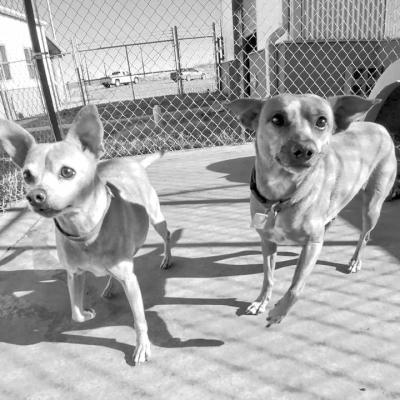PET OF THE WEEK