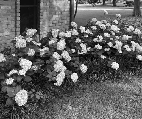 Don’t mess with the success of hydrangeas
