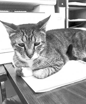 PET OF THE WEEK