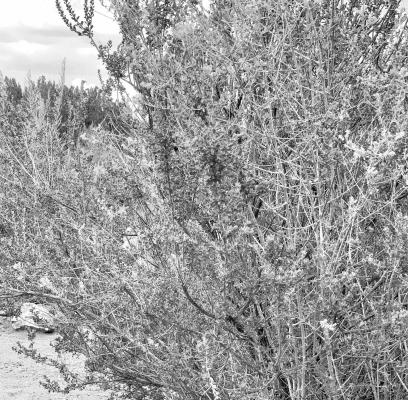 Vivid purple flowers can be seen on these Texas Sage plants during the spring and other rainy seasons. This is one of many desert plants that can be seen at CDRI. Photo by Traci Martin