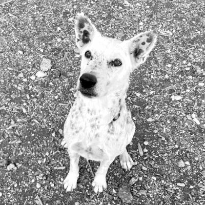 PET OF THE WEEK
