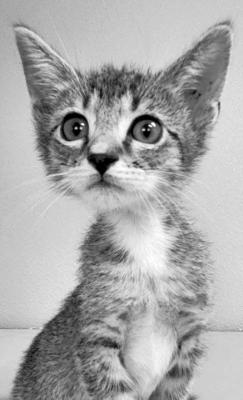 Pet of the Week