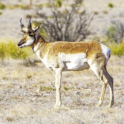 Pronghorn, once 17,000 plus strong in West Texas, began a significant decline about 15 years ago, due to an abundance of blood parasites and drought. Their numbers are slowly increasing once again. Photo by Kara Gerbert