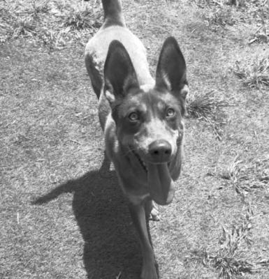 PET OF THE WEEK