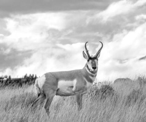 Pronghorn. Courtesy photo