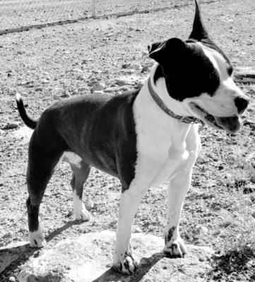 PET OF THE WEEK