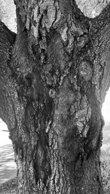 Freeze and fungus contribute to tree bark