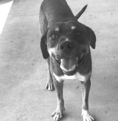 PET OF THE WEEK