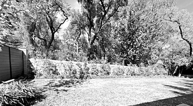 Japanese Yews not always the best choice