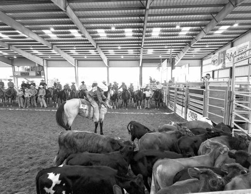 A member of the Mellard Ranch youth rodeo team picks out a calf for the team branding competition held this past Saturday at the Sul Ross SALE arena. See more photos from the Big Bend Ranch Rodeo on pages 3 and 10. Photo by Kara Gerbert