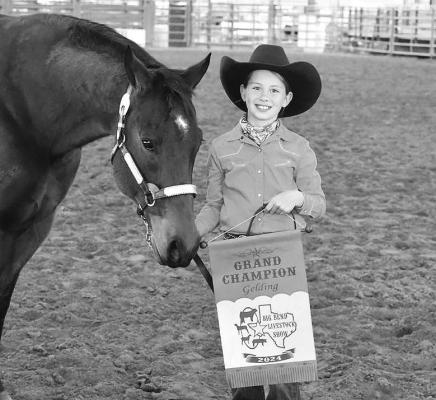 Grand Champion Gelding