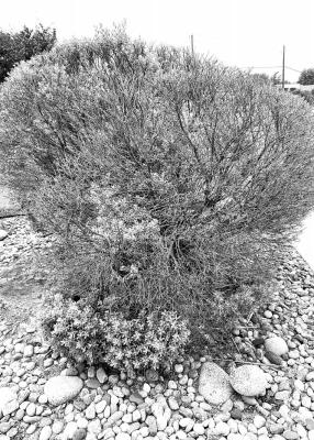 Dear Neil: I have never grown purpleheart before, but it did really well for me this year. I am told that it is winter hardy.
