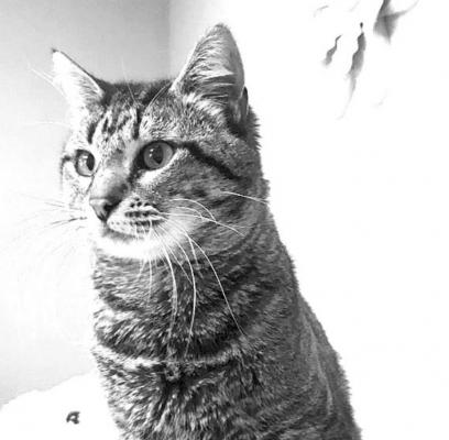 PET OF THE WEEK