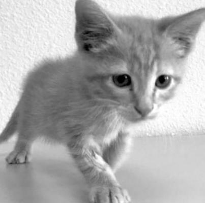 PET OF THE WEEK