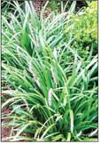 Liriope can be replanted at this time of year