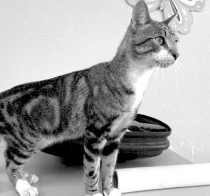 PET OF THE WEEK