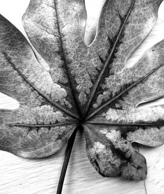 Lack of sunlight causing leaves to droop in fatsia plant