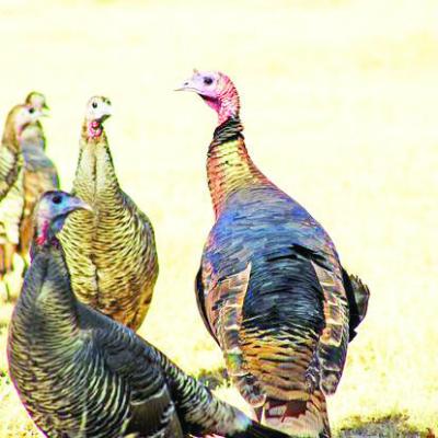 Wild turkeys are just one of the many species that the Borderlands Research Institute is working to conserve for future generations. Photo by Kara Gerbert