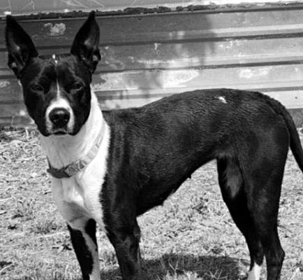 PET OF THE WEEK