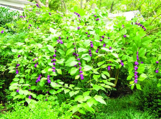 Water, mulch, and lawn food a must for stressed American beautyberries