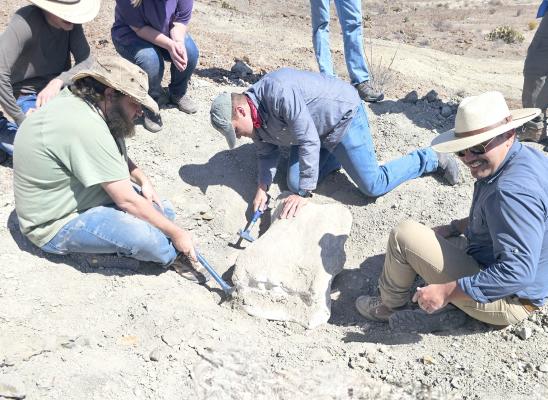 Sul Ross’ geology department students and professors collect vertebrae of an Alamosaurus in Big Bend National Park.