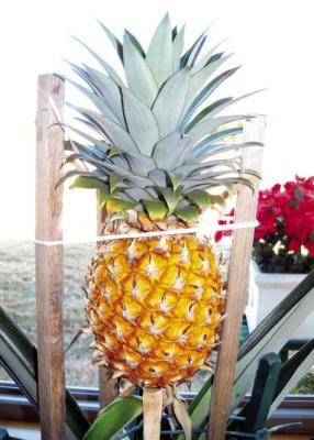 Apple cores speed up pineapple plant fl owering