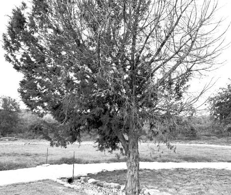 Cedar bark beetles, the scourge of trees after weather extremes
