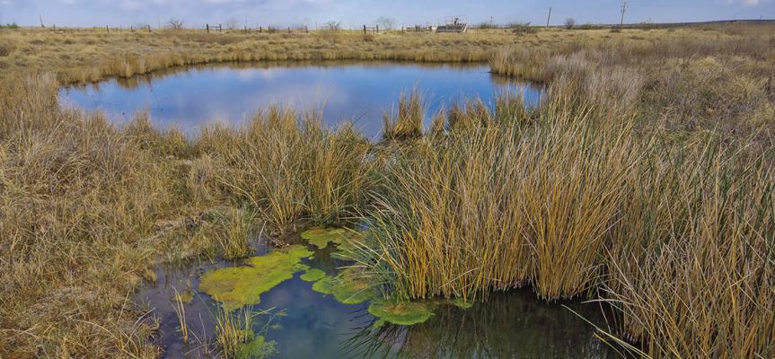 Diamond Y Spring Preserve in Pecos County is property of The Nature Conservancy, which oversees the protection of the desert spring, its inhabitants, and the other flora and fauna of the preserve. Photo courtesy of Jefferson Elder