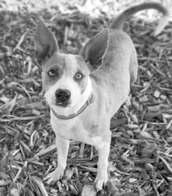 PET OF THE WEEK