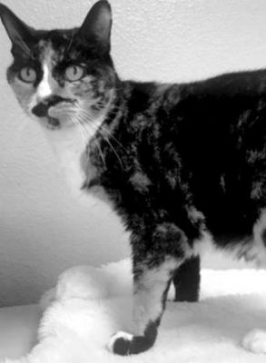 PET OF THE WEEK